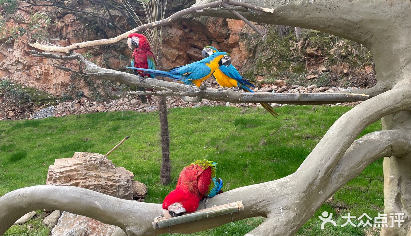 武汉野生动物园 大众点评
