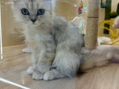 -momokira米努特·德文卷毛猫·棉花面纱犬