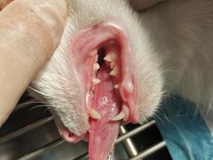 -佳雯宠物医院(四明中路分院)