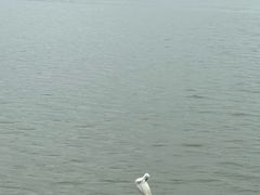 -深圳湾公园(南山区)