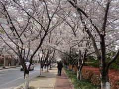 -高东镇樱花园