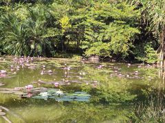 -中国科学院西双版纳热带植物园