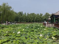-莲花池公园