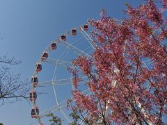 -顾村公园