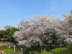 -嘉定紫藤园