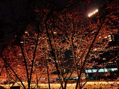 -望江楼公园