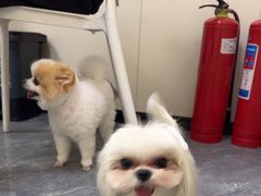 -美联众合爱康动物医院•复杂内科•肿瘤科•牙科•腔镜诊疗中心