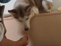 -Husky Go! 哈士奇体验馆·宠物咖啡厅狗咖