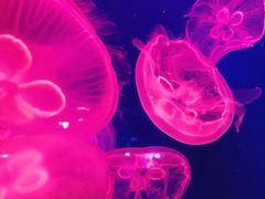 -成都浩海立方海洋公园