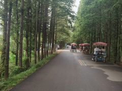 -日照海滨国家森林公园