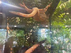 -酷以爬仙阁实体爬宠店·守宫·蜥蜴·专业繁育