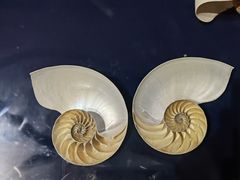 -青岛贝壳博物馆