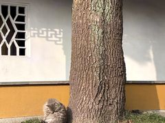 -北寺塔