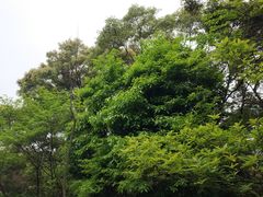 -广州市帽峰山景区