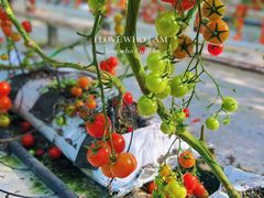 -苏州太湖西山岛开心农场