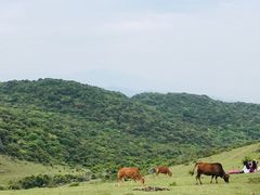 -大姆山草场