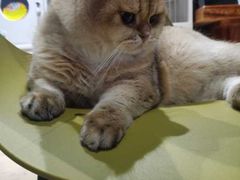 -东方名猫馆·英短金渐层布偶猫舍(环线广场1号楼店)