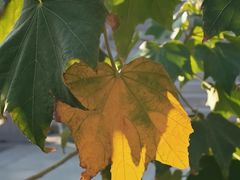 -天荷菜根·闽南素食自助(刺桐北路店)