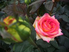 -人民公园(罗湖区)