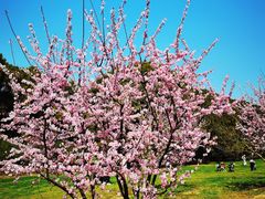 -上海共青森林公园