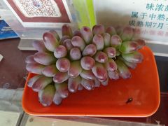 -马陆小张葡萄园农家乐