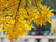 -石家庄市植物园
