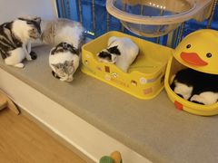 -有喵·猫咖·狗咖·30几只猫10只小狗(岗厦店)