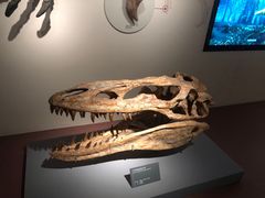 -自贡恐龙博物馆