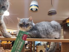 -喵园·猫主题咖啡厅·撸猫·猫咖(国贸店)