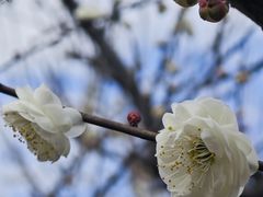 -香雪海