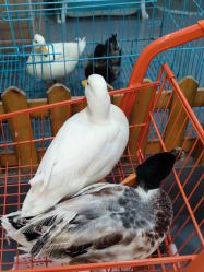 -Moni星球萌宠·小马宝莉·灵蛇·高端高阶全萌宠互动体验俱乐部(红豆国际广场店)