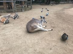 -可伦宾野生动物保护区