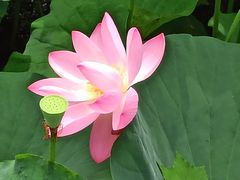 -大宁郁金香公园-停车场