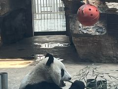 -石家庄市动物园