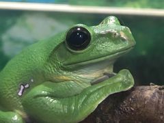 -上海大自然野生昆虫馆(东方明珠·爬宠昆虫探索中心)