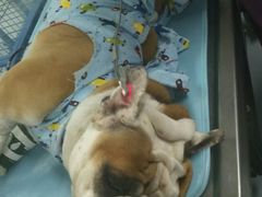 -达爱动物医院·犬猫分区·CT·复杂眼科(远洋山水分院)