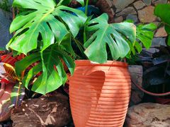 -陈熹公民族美食文化餐厅(中华广场店)