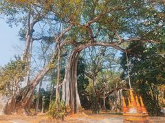 -瑞丽独树成林风景区