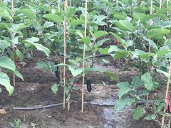 -迪茵湖田家舍生态农场