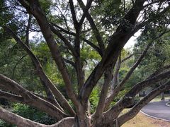 -广西壮族自治区药用植物园