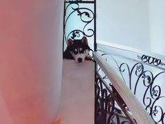 -喜柴咖啡·柴犬狗咖