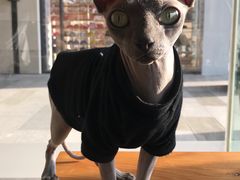 -瞄一喵猫咖(格力海岸店)