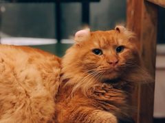 -猫小院猫主题咖啡厅(北锣店)