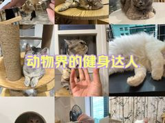 -楼上猫咖(罗湖店)