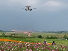 -空港花田景区
