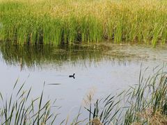 -野鸭湖国家湿地公园