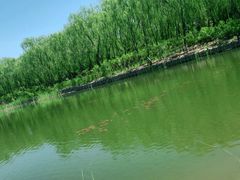 -大兴滨河森林公园