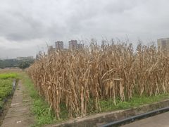 -四川农业大学(雅安校区)