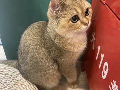 -飞行喵MR PILOT|猫舍·猫咖(静安大融城店)