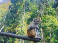 -西双版纳原始森林公园